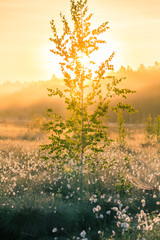 Wall Mural - a beautiful swamp landscape full of cottongrass flowers in morning. spring scenery of wetlands in la