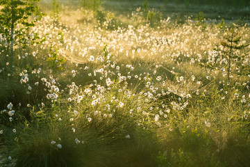 Wall Mural - a beautiful swamp landscape full of cottongrass flowers in morning. spring scenery of wetlands in la