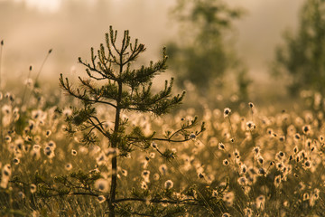 Wall Mural - a beautiful swamp landscape full of cottongrass flowers in morning. spring scenery of wetlands in la