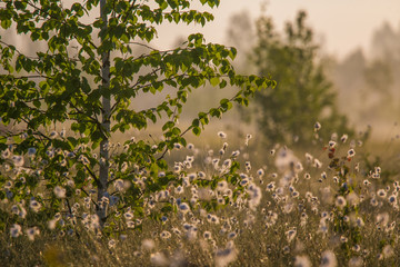 Wall Mural - a beautiful swamp landscape full of cottongrass flowers in morning. spring scenery of wetlands in la