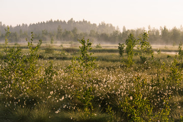 Wall Mural - a beautiful swamp landscape full of cottongrass flowers in morning. spring scenery of wetlands in la