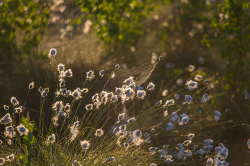 Wall Mural - a beautiful swamp landscape full of cottongrass flowers in morning. spring scenery of wetlands in la