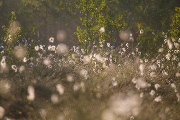 Wall Mural - a beautiful swamp landscape full of cottongrass flowers in morning. spring scenery of wetlands in la