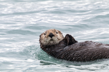 Sea Otter Swimming