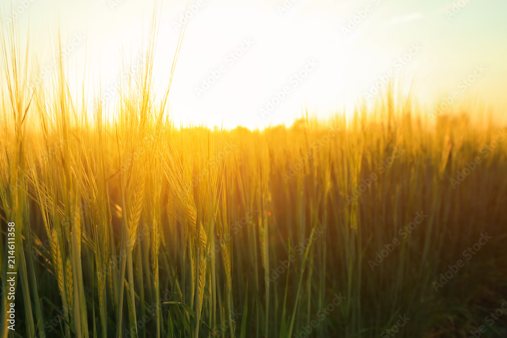 View of beautiful wheat field with green spikelets