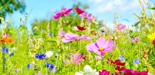 Blumenwiese - Sommerblumen - Wildblumen