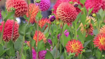 Poster - zinnias and dahlias in cutting garden in washiongton state