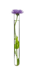 Wall Mural - Test tube with flower on white background