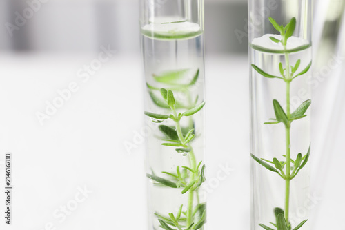 Test tubes with plants on blurred background, closeup