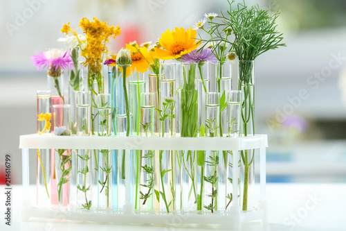Test tubes with plants in holder on blurred background