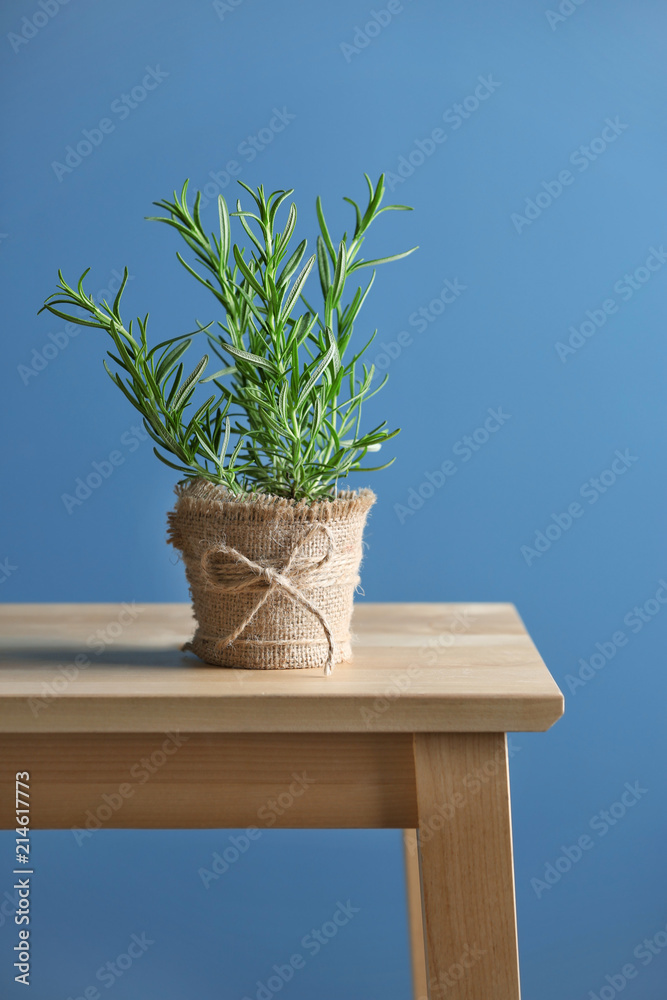 Pot with fresh rosemary on table against color background