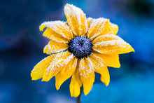 Yellow Flower With Ice Frost. Black-eyed Susan Or Coneflowers  In The Autumn Morning And Royal Blue Background. Plant Scientific Name Is Rudbeckia Hirta And It Genus In The Sunflower Family