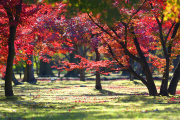 Wall Mural - autumn season maple leaves and branches in the garden.