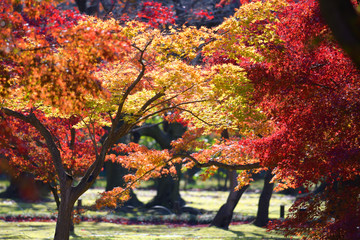 Wall Mural - autumn season maple leaves and branches in the garden.