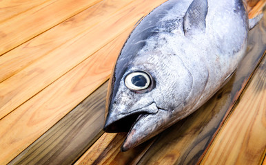 Wall Mural - Fresh young bluefin tuna.