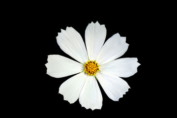 white cosmos flower isolated on a black background