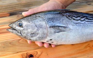 Wall Mural - Fresh eastern little tuna.