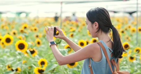 Sticker - Woman taking photo on sunflower farm