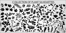 Collection Of Vector Plants And Leaves On A Light Background