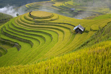 Wall Mural - Mu Cang Chai, landscape terraced rice field near Sapa, north Vietnam,Rice terrace on during sunset ,Vietnam