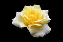 Beautiful Pale Yellow-white Rose Isolated On Black Background