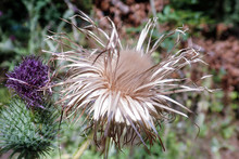 Close-up Of Cirsium Vulgare Spear Thistle