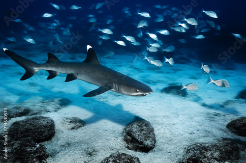 Cuadros en Lienzo Whitetip reef shark underwater near Mosquera island in the Galapagos Islands