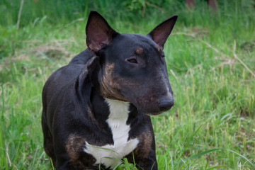 Naklejka na meble Young english bull terrier close up. Pet animals.