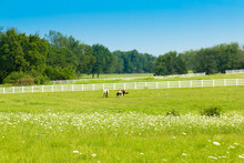 Horses At Green Pastures Of Horse Farms. Country Summer Landscape.