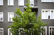 black home wall with white windows and a green tree in the city