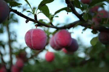 Sticker - Closeup of ripe plum on tree branch in garden