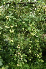 Wall Mural - Apples