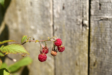 Wall Mural - Raspberries