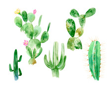 Set Of Watercolor Cactus Illustrations On White Background In Vector Format. Hand Drawn Blooming Plants Set For Office Indoor. Blossom Mexican Cactus From Desert.