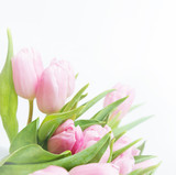 Fototapeta Tulipany - Pink tulip flowers