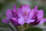 Fototapeta Tulipany - Rhododendron Blossom Macro