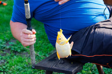 Fat Fisherman Holidng Gold Fish On Hook Of Fishing Rod