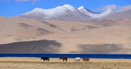 herd of horses in ladakh near tso moriri lake, himalaya, northern india. mountain nature landscape o