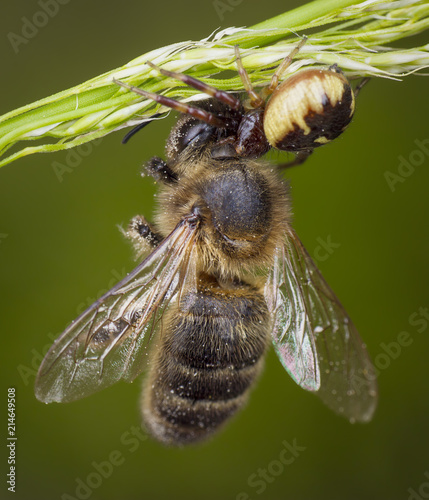Plakat Pająk jedzenie martwe pszczoły