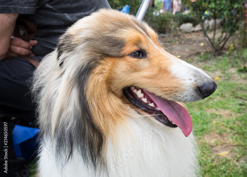 Rough Collie Also Known As The Long Haired Collie Or Scottish