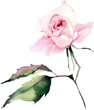 Watercolor Beautiful Bright Elegant Wonderful Colorful Tender Gentle Pink Spring Herbal Rose With Buds And Green Leaves Pattern Vector Illustration. Perfect For Greetings Card, Textile, Wallpapers