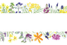 Watercolor Pattern Of Useful Field Plants And Flowers. Bright Flowers And Green Leaves