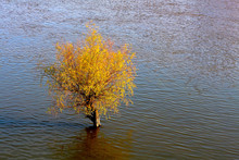 Alone Willow Tree In The River During The Spring High Water