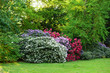 © vahanabrahamyan - Beautiful blooming Azalea (Rhododendron) and trees in botanical garden, Monchengladbach