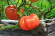 tomates coeur de boeuf,dans le potager en grosplan