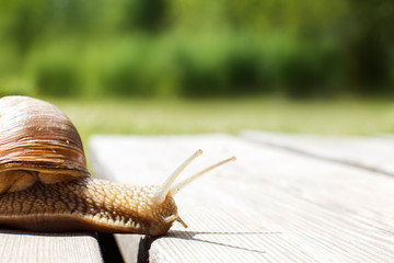 the snail crawls on a wooden background in the garden