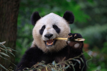 Wall Mural - Panda Bear Eating Bamboo, Bifengxia Panda Reserve in Ya'an Sichuan Province, China. Panda looking at the viewer with mouth open, eating a large chunk of Bamboo. Endangered Species Animal Conservation