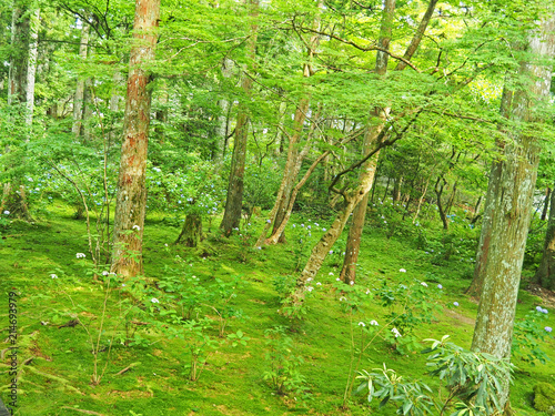 綺麗な森の風景 Stock 写真 Adobe Stock