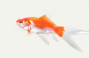 The comet or comet-tailed goldfish is a single-tailed goldfish.