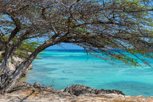 Aruba- Acacia Tree Overhanging Coral Coast Of Lagoon